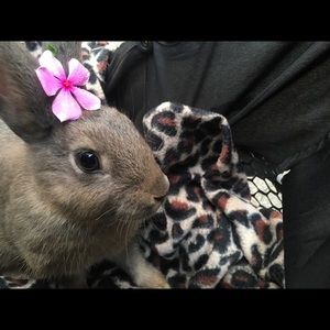 Meet your Posher, Miranda